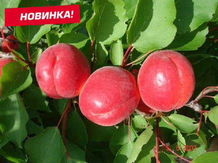 Абрикос середній сорт Біг Ред, підщепа алича, фото 2