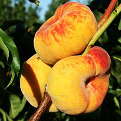 Персик інжирний сорт Бельмондо, підщепа мигдаль