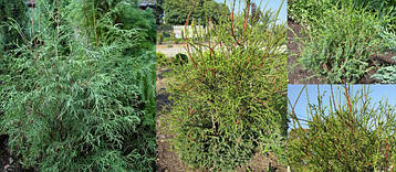 Туя західна Ohlendorffii 4 річна, Туя західна Олендорфи, Thuja occidentalis Ohlendorffii, фото 3
