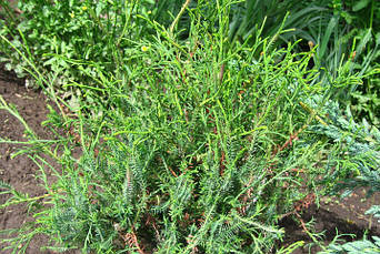 Туя західна Ohlendorffii 4 річна, Туя західна Олендорфи, Thuja occidentalis Ohlendorffii, фото 5