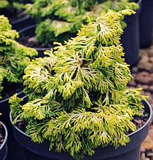 Кипарисовик тупий Golden Ceramic 4 річний, Кипарисовик тупой Голден керамик, Chamaecyparis obtusa Golden Cer, фото 4