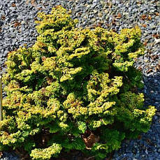 Кипарисовик тупий Golden Ceramic 4 річний, Кипарисовик тупой Голден керамик, Chamaecyparis obtusa Golden Cer, фото 3