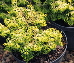 Кипарисовик тупий Golden Ceramic 4 річний, Кипарисовик тупой Голден керамик, Chamaecyparis obtusa Golden Cer, фото 6