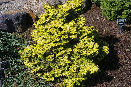 Кипарисовик тупий Golden Ceramic 4 річний, Кипарисовик тупой Голден керамик, Chamaecyparis obtusa Golden Cer, фото 1