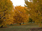 Гінкго дволопатевий, Ginkgo biloba, 90 см, фото 3