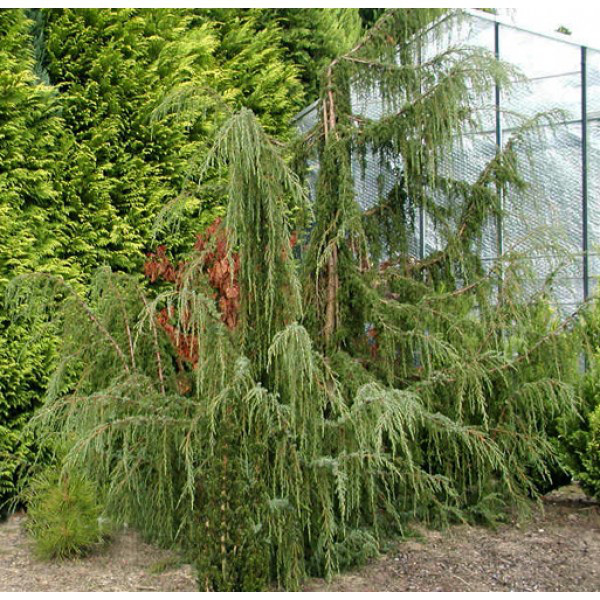 Ялівець звичайний Horstmann 3 річний, Ялівець звичайний Хорстманн, Juniperus communis Horstmann