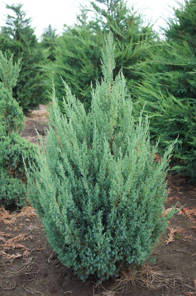 Ялівець китайський Blue Point 3 річний, Можжевельник китайский Блю Поинт, Juniperus chinensis Blue Point
