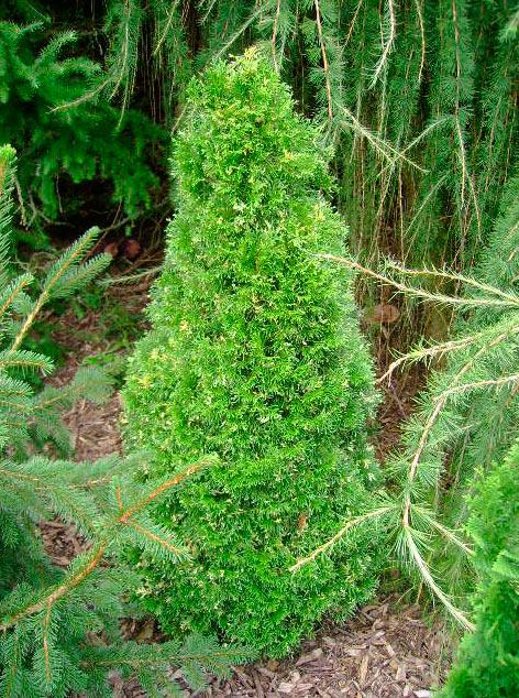 Туя західна Spotty Smaragd 3 річна, Туя західна Спотти Смарагд, Thuja occidentalis Spotty Smaragd