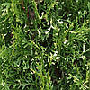 Туя західна Spotty Smaragd 3 річна, Туя західна Спотти Смарагд, Thuja occidentalis Spotty Smaragd, фото 7