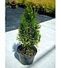 Туя західна Spotty Smaragd 3 річна, Туя західна Спотти Смарагд, Thuja occidentalis Spotty Smaragd, фото 8