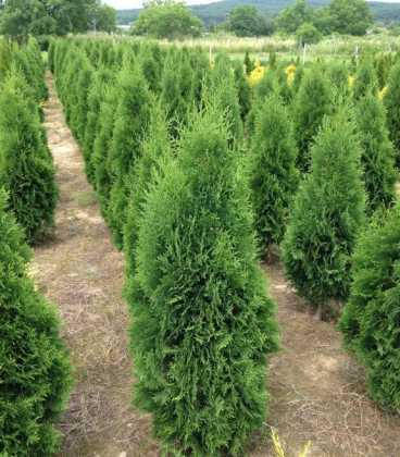 Туя західна Zakany Soveny 3 річна, Туя західна Закань Совени , Thuja occidentalis Zakany Soveny, фото 1