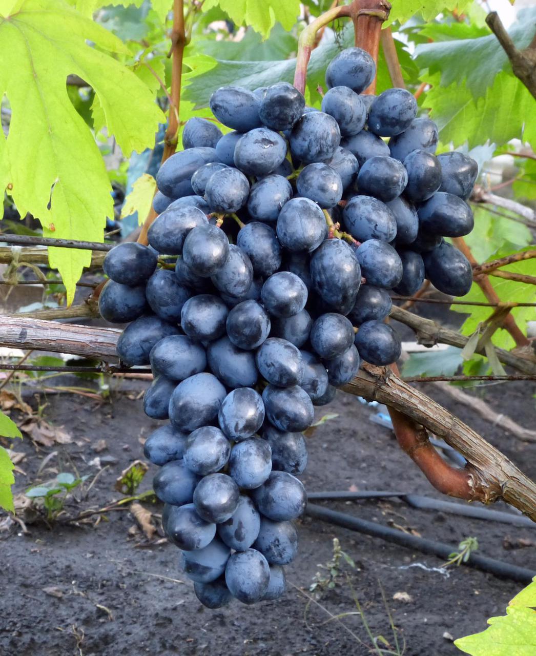 Виноград сорт кишмиш Осінній Королівський