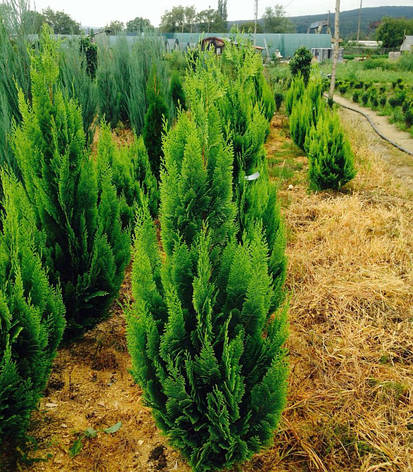 Кипарисовик Лавсона Alumigold 3 річний, Кипарисовик Лавсона Алюмиголд, Chamaecyparis Lawsoniana Alumigold, фото 1