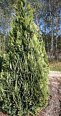 Кипарисовик Лавсона Alumigold 3 річний, Кипарисовик Лавсона Алюмиголд, Chamaecyparis Lawsoniana Alumigold, фото 3