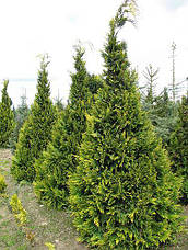 Кипарисовик Лавсона Alumigold 3 річний, Кипарисовик Лавсона Алюмиголд, Chamaecyparis Lawsoniana Alumigold, фото 4