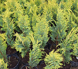 Кипарисовик Лавсона Alumigold 3 річний, Кипарисовик Лавсона Алюмиголд, Chamaecyparis Lawsoniana Alumigold, фото 5