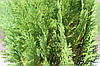 Кипарисовик Лавсона Alumigold 2 річний, Кипарисовик Лавсона Алюмиголд, Chamaecyparis Lawsoniana Alumigold, фото 8