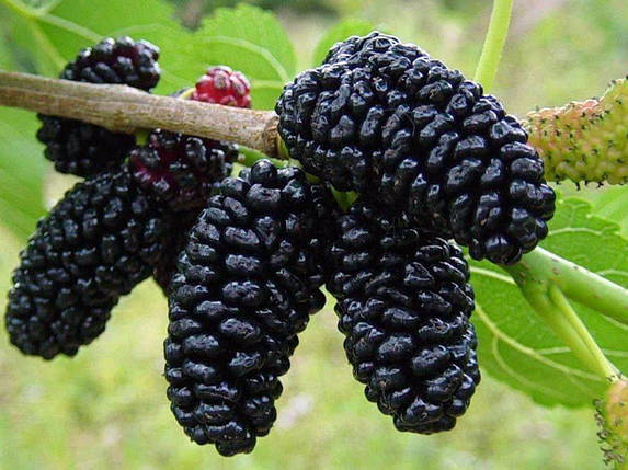 Шовковиця сорт Гвардійська рання, підщепа сіянець шовковиці, фото 1
