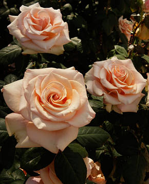 Троянда Мерлін Монро (Marilyn Monroe) Ч/Г, фото 2