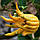Цитрон рука Будди (лат. Citrus medica sarcodactylis) до 20 см. Кімнатний, фото 7