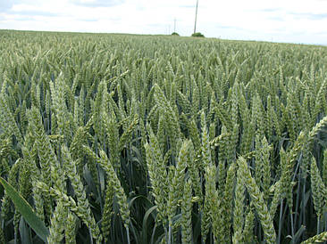 Озима пшениця пшениця Дарунок Поділля Еліта - 8-10 т/га/ Насіння Озимої пшениці Дарунок Поділля