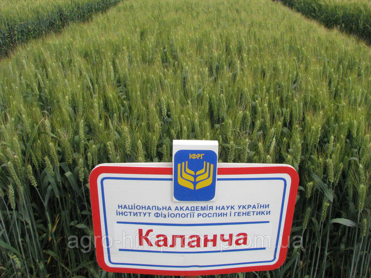 Озима пшениця Пшениця Каланча СН-1 - 53,0-100,2 ц/га/ Насіння озимої пшениці Каланча
