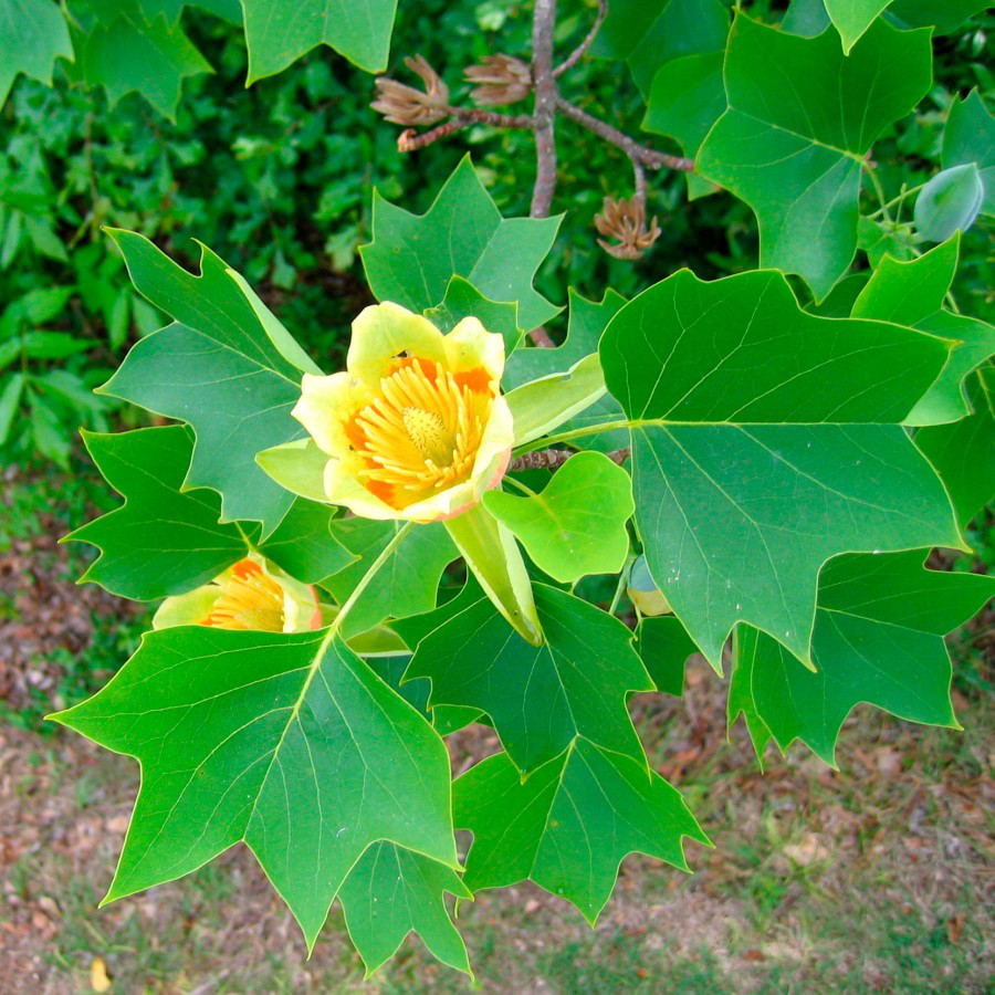 Тюльпанове дерево. Тюльпанове дерево, Ліріодендрон тюльпановий, Liriodendron tulipifera, 350 см