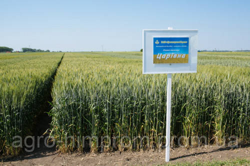 Озима пшениця пшениця Царівна СН-1 - 70-85 ц/га. / Насіння озимої пшениці Царівна