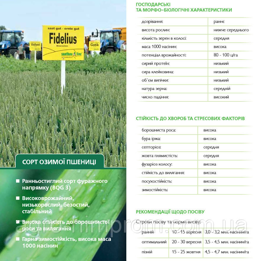 Озима пшениця пшениця ФІДЕЛІУС СН-1 - 80 - 100 ц/га Німеччина