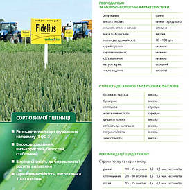 Озима пшениця пшениця ФІДЕЛІУС СН-1 - 80 - 100 ц/га Німеччина