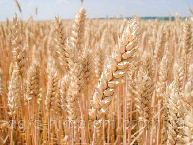 Озима пшениця пшениця Фабіус СН-1 Німеччина, фото 1