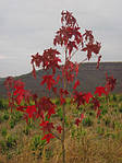 Ліквідамбар смолоносний, Liquidambar styraciflua, Амброве дерево, 200 см, фото 7
