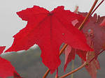 Ліквідамбар смолоносний, Liquidambar styraciflua, Амброве дерево, 200 см, фото 5