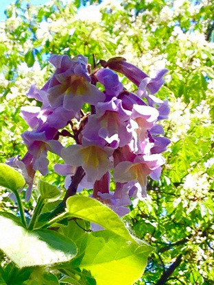 Павловнія, Paulownia tomentosa 10л, 0см