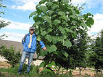 Павловнія, Paulownia tomentosa 10л, 0см, фото 4