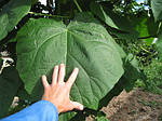 Павловнія, Paulownia tomentosa 10л, 0см, фото 5