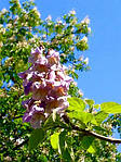 Павловнія, Paulownia tomentosa 10л, 0см, фото 6