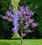 Павловнія, Paulownia tomentosa 10л, 0см, фото 7
