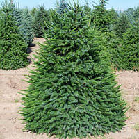 Ялина сербська (Picea Omorika) 2 л