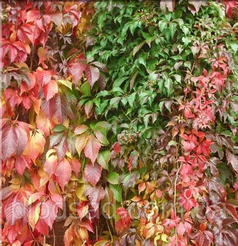 Виноград Енгельмана (Parthenocissus Engelmannii)