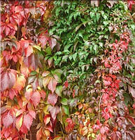 Виноград Энгельмана (Parthenocissus Engelmannii)