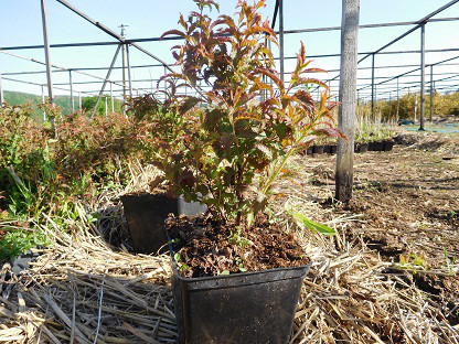 Таволга японська, Спірея, Spiraea japonisa "Crispa", 40 см