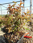 Таволга японська, Спірея, Spiraea japonisa "Crispa", 40 см, фото 5