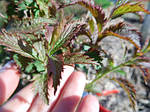 Таволга японська, Спірея, Spiraea japonisa "Crispa", 40 см, фото 3