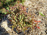 Таволга японська, Спірея, Spiraea japonisa "Crispa", 40 см, фото 4