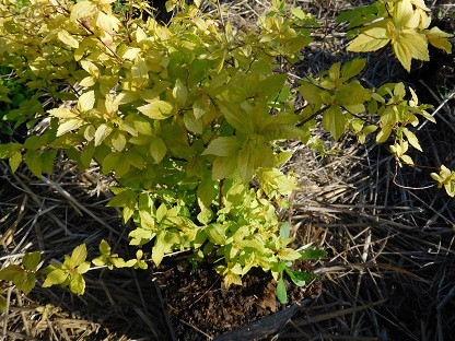 Таволга японська, Спірея Spiraea japonisa "Golden Princess", 40 см, фото 1