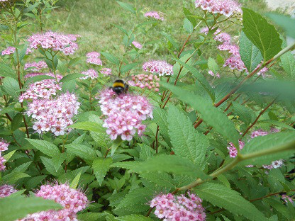 Таволга японська, Спірея японська, Spiraea japonica, 60 см