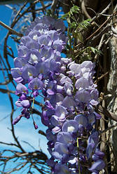 Гліцинія ряснобарвна, Wisteria floribunda, 90 см