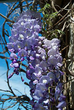 Гліцинія ряснобарвна, Wisteria floribunda, 90 см