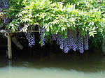 Гліцинія ряснобарвна, Wisteria floribunda, 90 см, фото 5